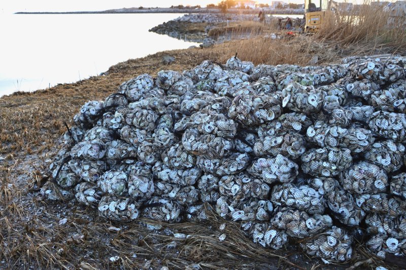 The team packed 1,800 oyster bags that were deployed along the living shoreline.